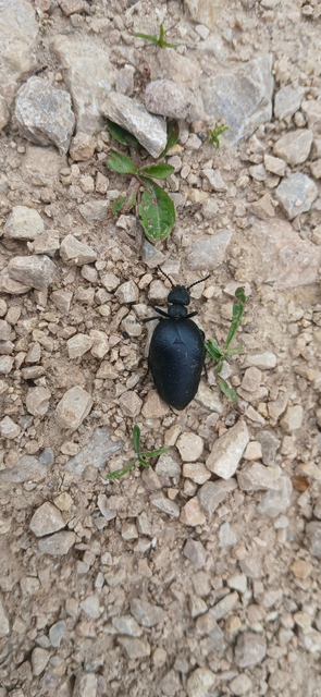 Meloe scabriusculus - érdes nünüke