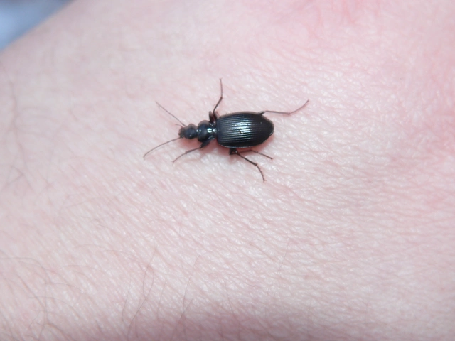 Limodromus assimilis - vöröslábú kisfutó
