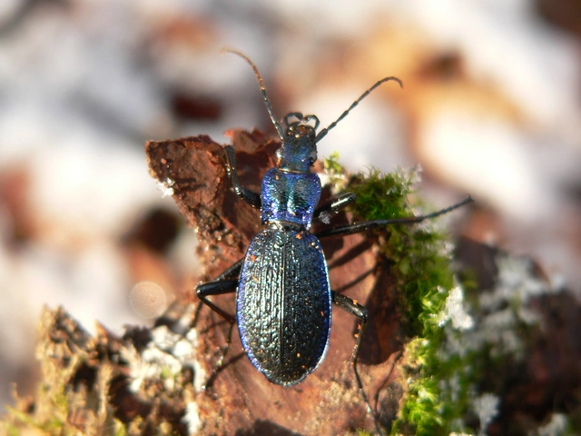 Carabus intricatus - kék laposfutrinka Carabus intricatus - kék laposfutrinka