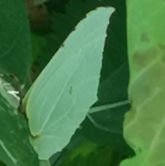 Gonepteryx rhamni - citromlepke