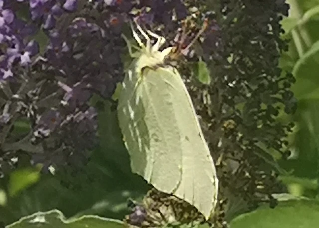 Gonepteryx rhamni - citromlepke