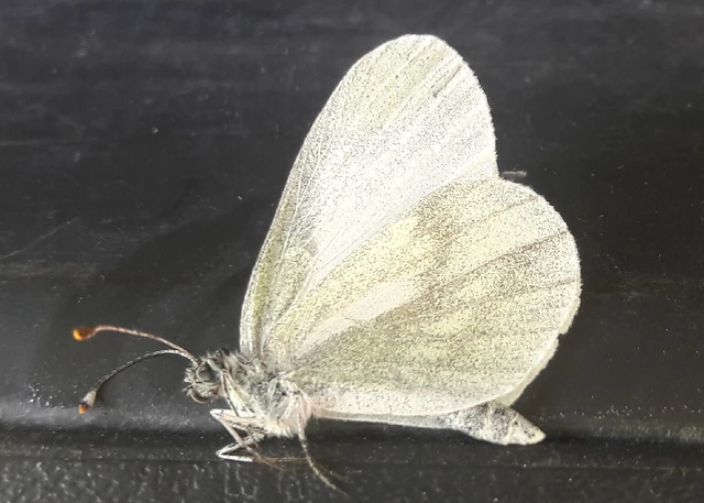 Leptidea sinapis - mustárlepke