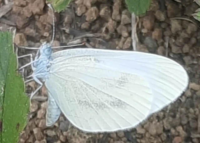 Leptidea sinapis - mustárlepke