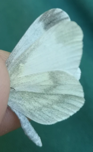 Leptidea sinapis - mustárlepke