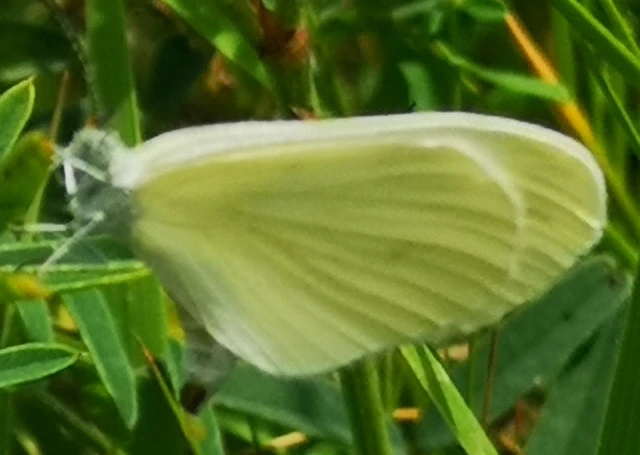 Leptidea sinapis - mustárlepke