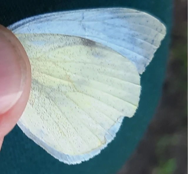 Pieris rapae - répalepke