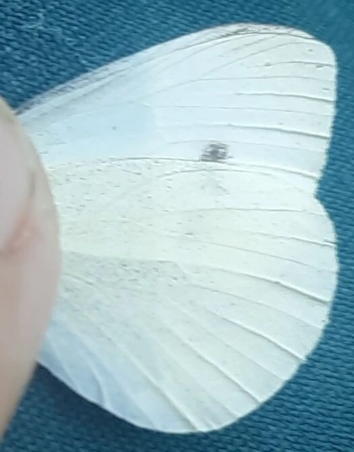 Pieris rapae - répalepke