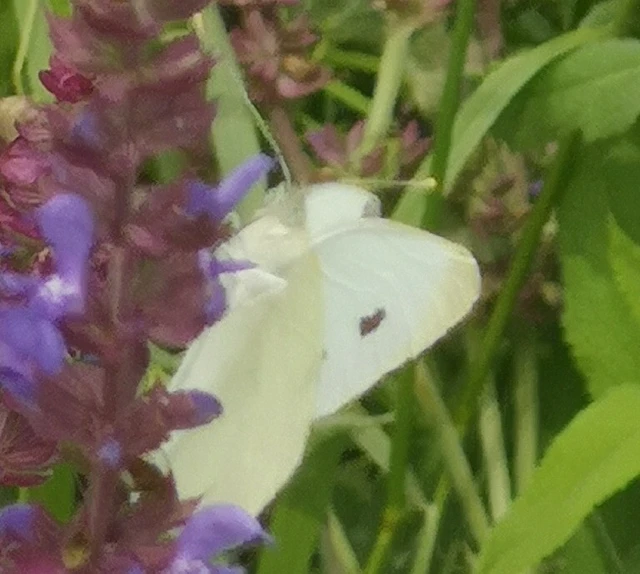 Pieris rapae - répalepke