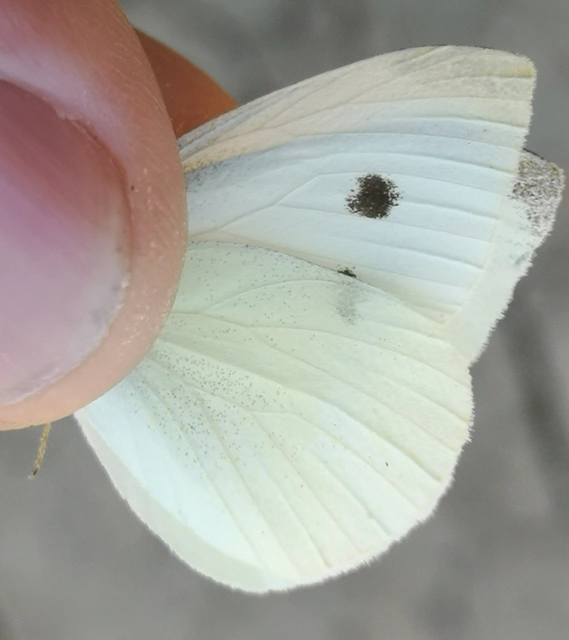 Pieris rapae - répalepke