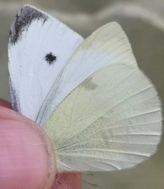 Pieris rapae - répalepke