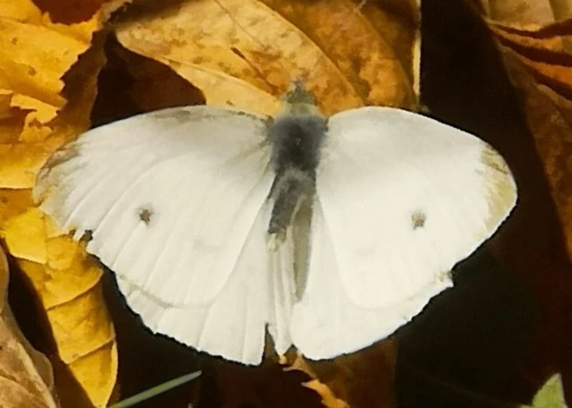 Pieris rapae - répalepke