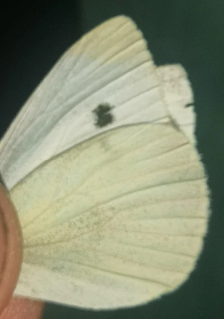 Pieris rapae - répalepke
