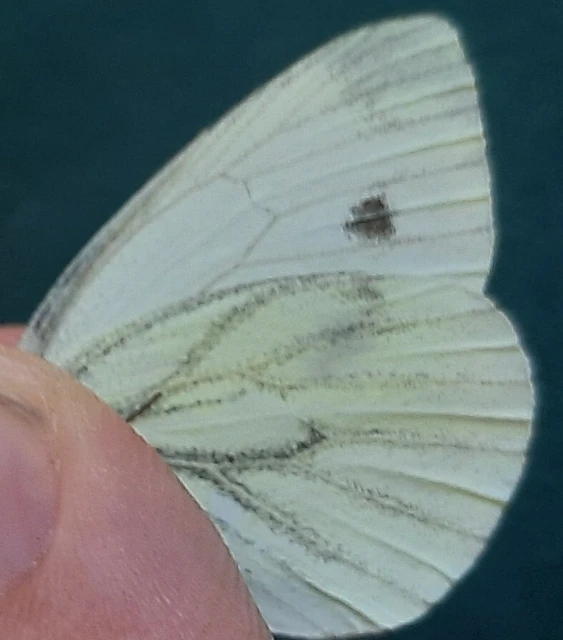 Pieris napi - repcelepke