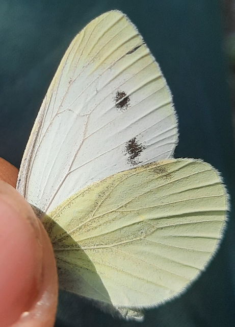 Pieris napi - repcelepke