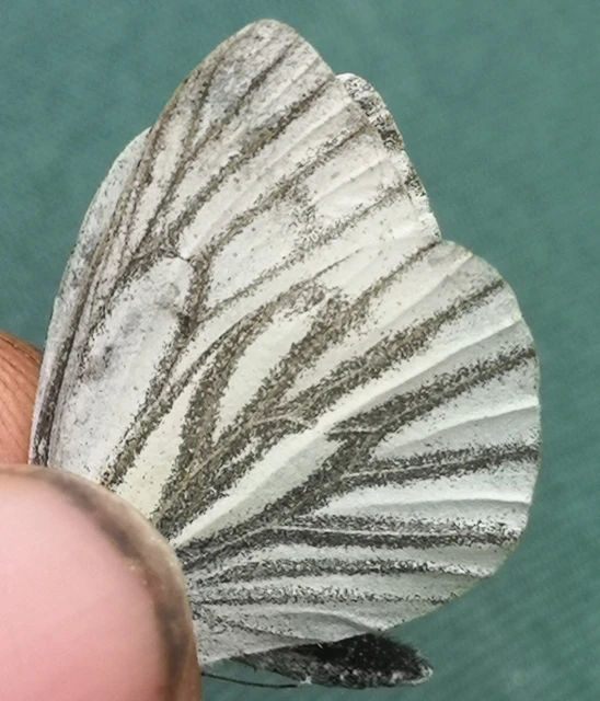 Pieris napi - repcelepke