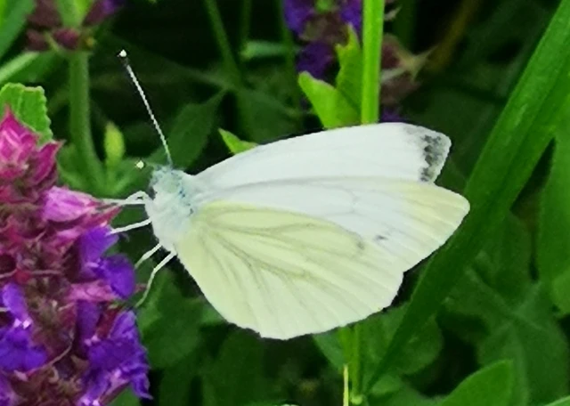 Pieris napi - repcelepke