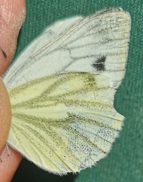 Pieris napi - repcelepke