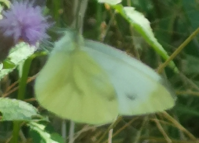 Pieris napi - repcelepke