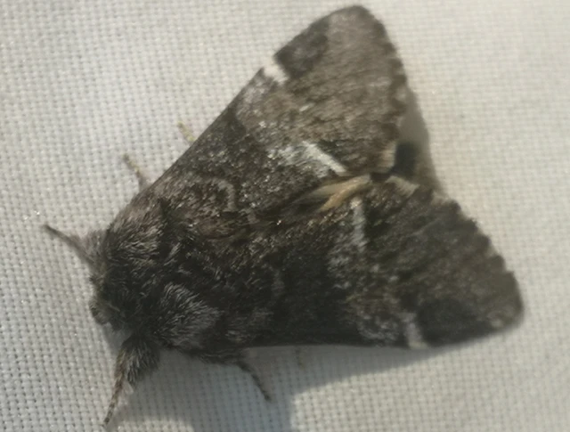 Drymonia dodonea - bélyeges púposszövő