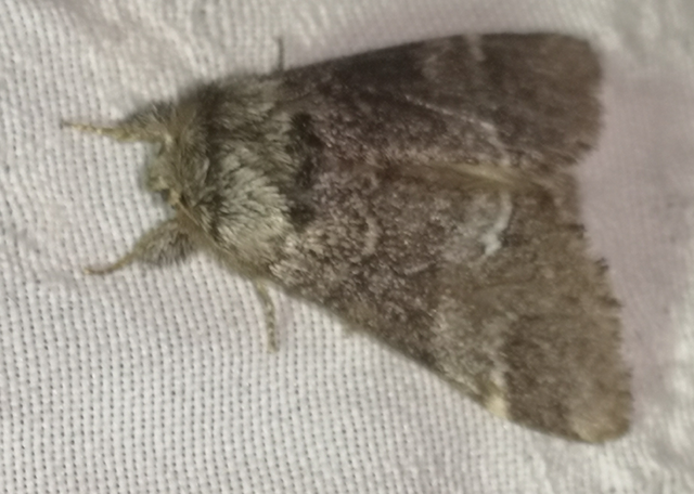 Drymonia dodonea - bélyeges púposszövő