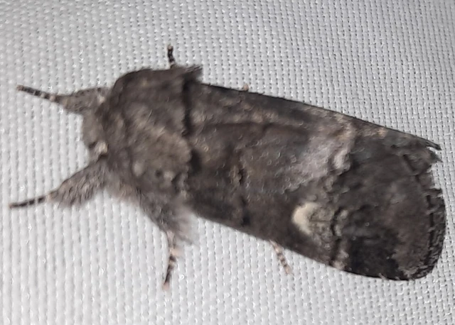 Drymonia querna - tölgyfa-púposszövő
