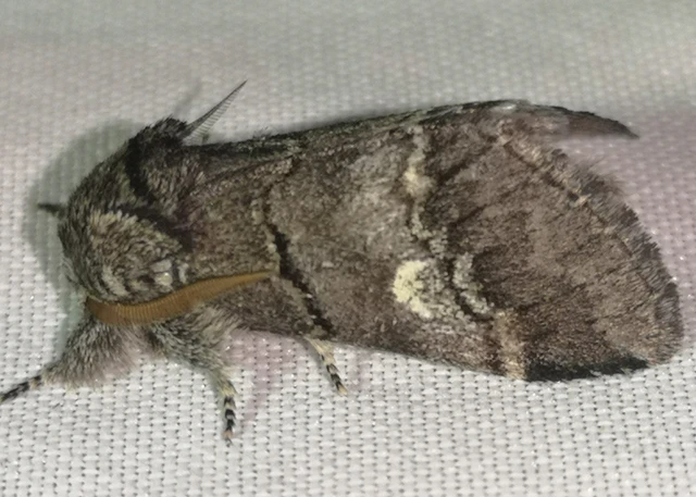 Drymonia querna - tölgyfa-púposszövő