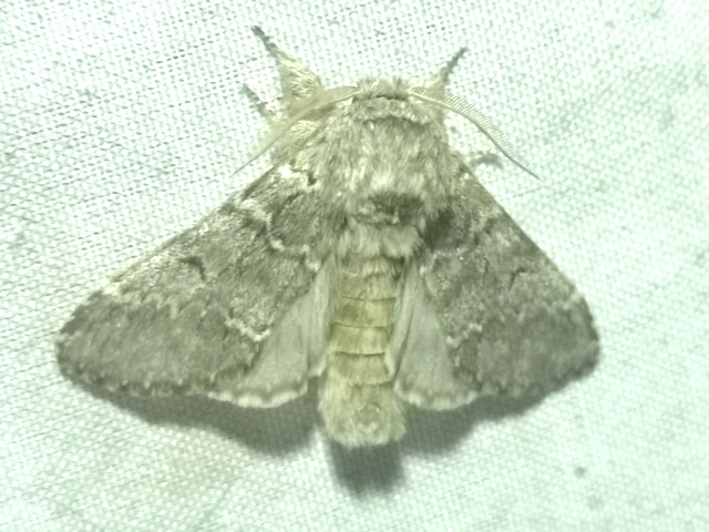 Drymonia ruficornis - cserfa-púposszövő