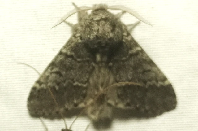 Drymonia ruficornis - cserfa-púposszövő