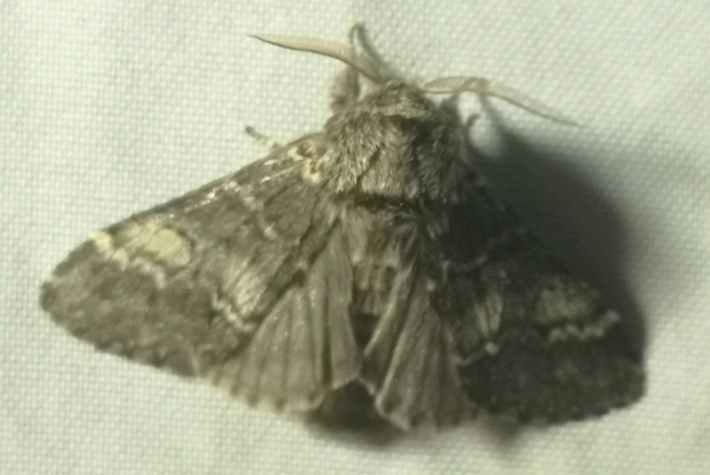 Drymonia ruficornis - cserfa-púposszövő