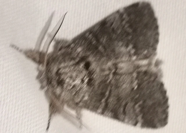 Drymonia ruficornis - cserfa-púposszövő