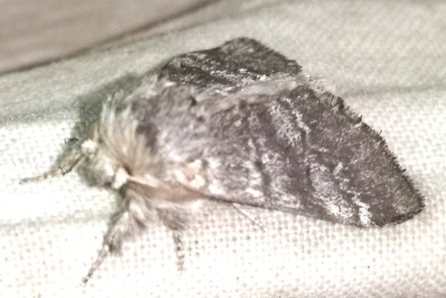 Drymonia ruficornis - cserfa-púposszövő