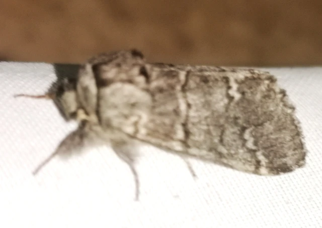 Drymonia ruficornis - cserfa-púposszövő