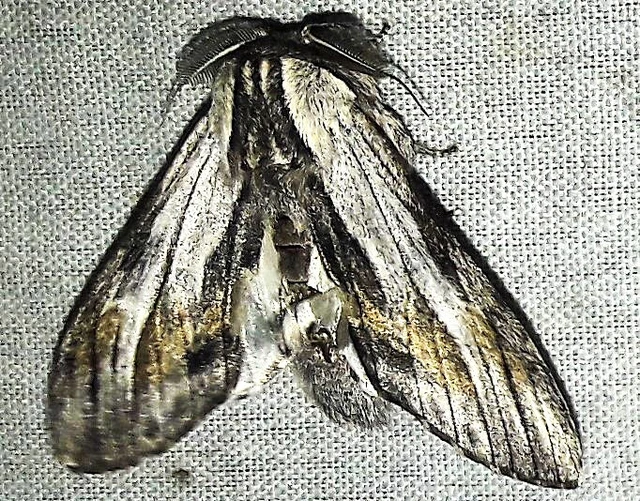 Harpyia milhauseri - pergamen-púposszövő