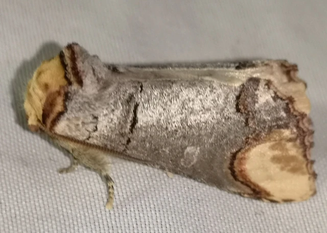 Phalera bucephala - sárgafoltos púposszövő