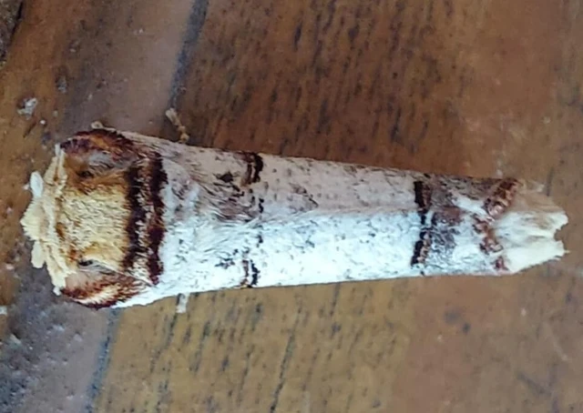 Phalera bucephala - sárgafoltos púposszövő