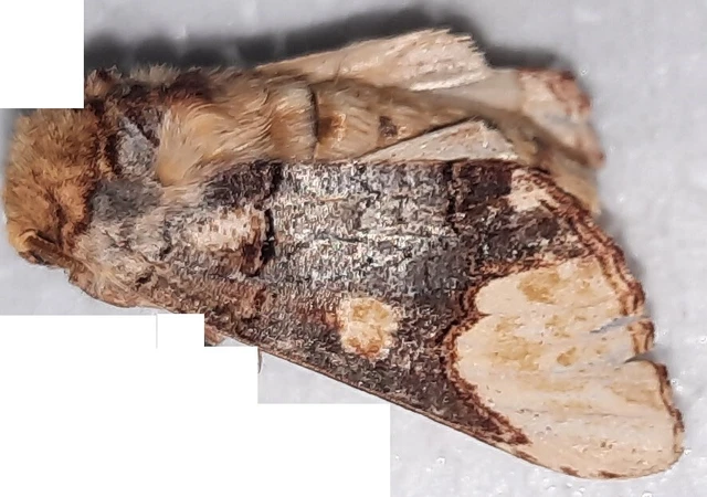 Phalera bucephaloides - magyar púposszövő