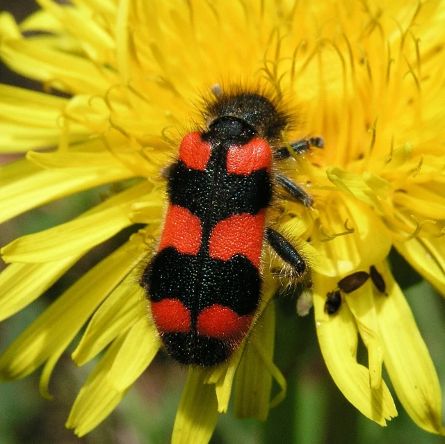 Trichodes favarius - hatfoltos méhészbogár Trichodes favarius - hatfoltos méhészbogár