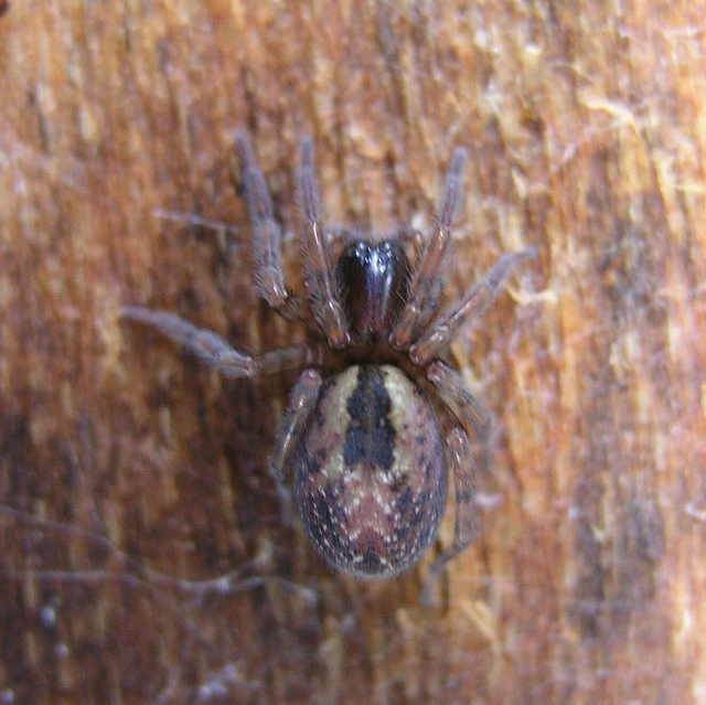 Amaurobiidae - eretnekpókok