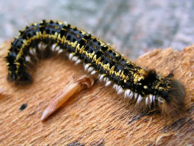 Euthrix potatoria - szomjas pohók