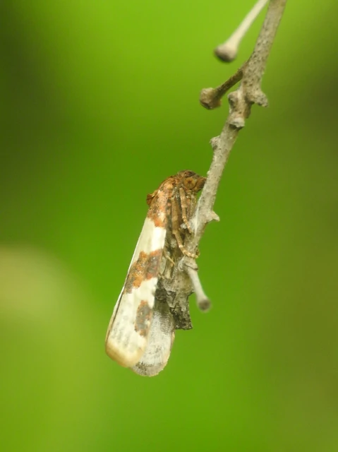 Periclepsis cinctana - galériás sodrómoly