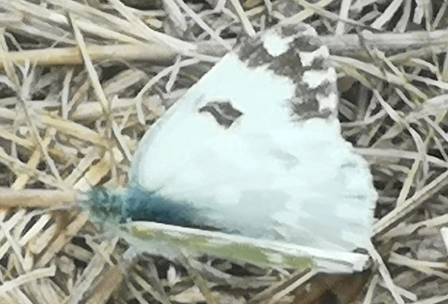 Pontia edusa - rezedalepke