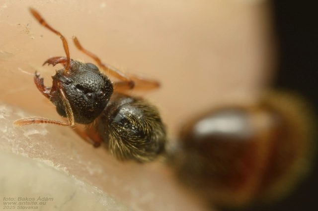 Solenopsis fugax - tolvajhangya