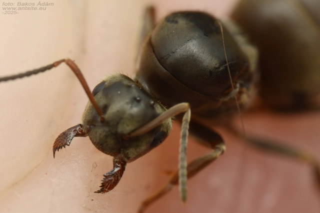 Lasius bombycina - pusztai feketehangya