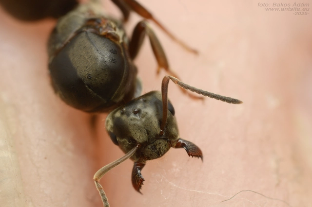 Lasius bombycina - pusztai feketehangya