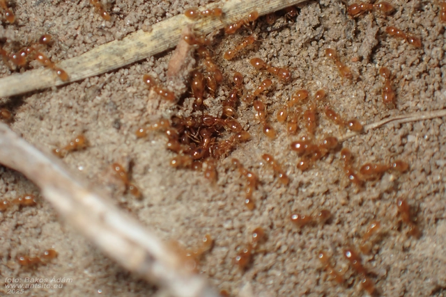 Solenopsis fugax - tolvajhangya