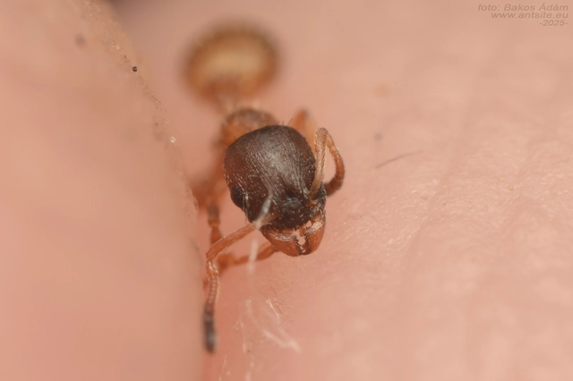 Temnothorax tuberum - barnatorú kéreghangya