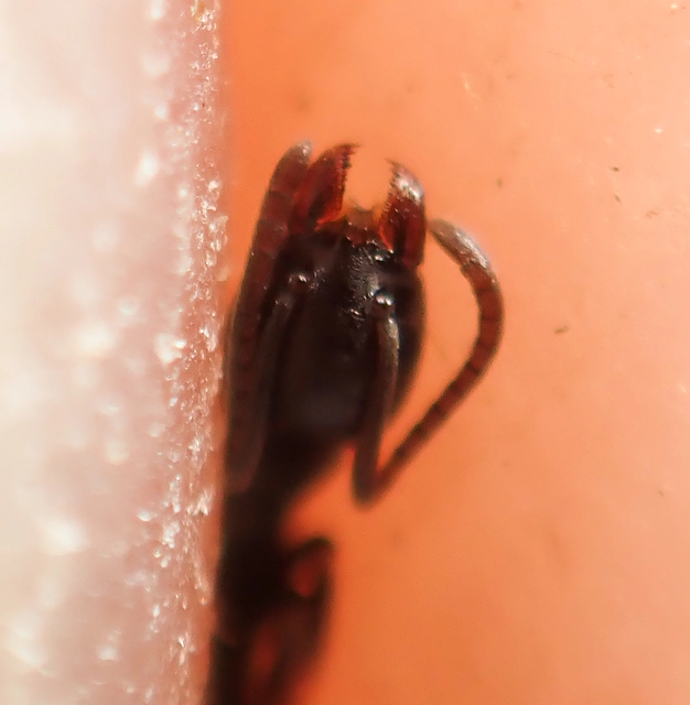 Tapinoma subboreale - ligeti kóborhangya