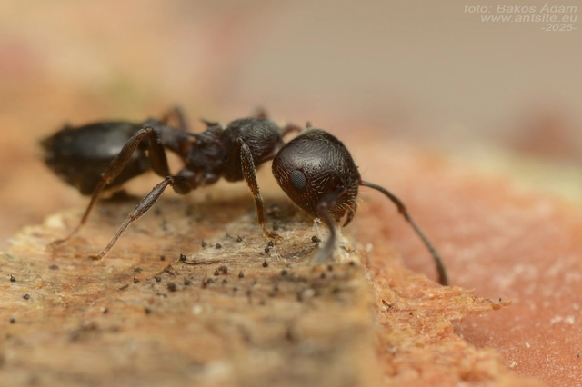 Crematogaster schmidti - vörös szívhangya