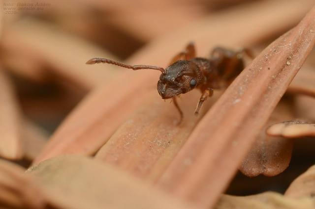 Myrmica specioides - pusztai bütyköshangya
