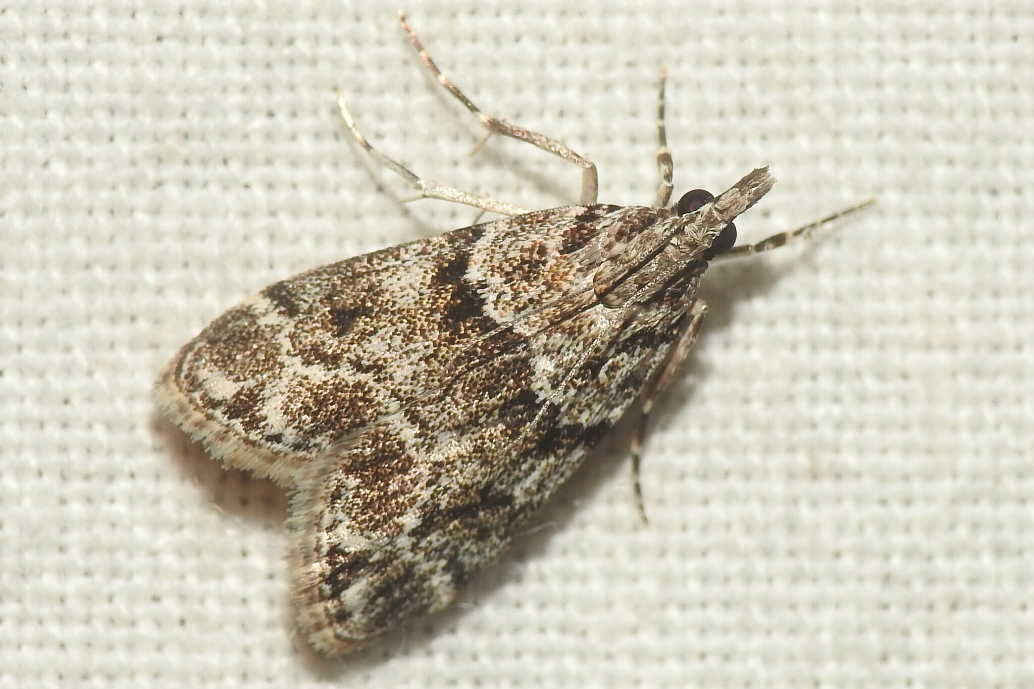 Eudonia mercurella - törpe zuzmóilonca